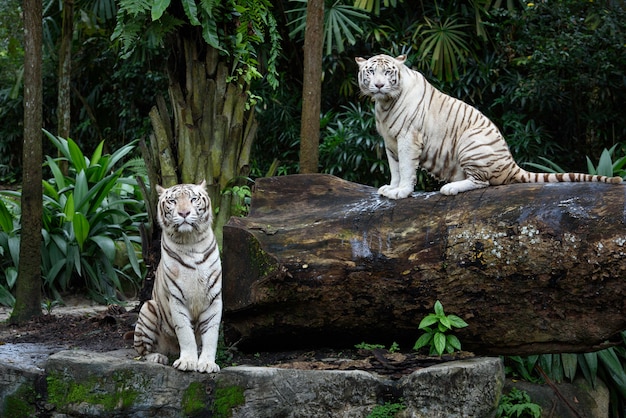 成山頭野生動(dòng)物園攻略