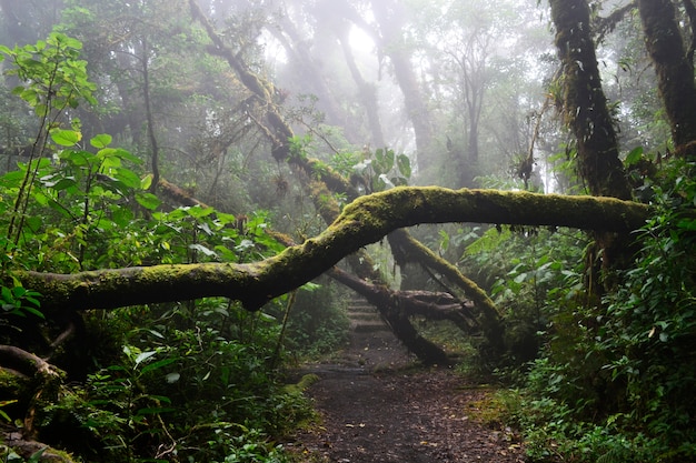 自駕武隆風(fēng)景名勝區(qū)旅游攻略