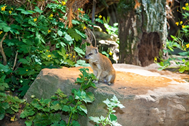 長隆動物園門票攻略