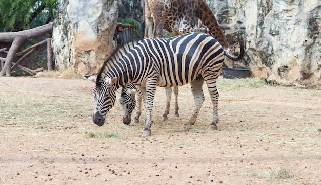 長隆動物園門票攻略
