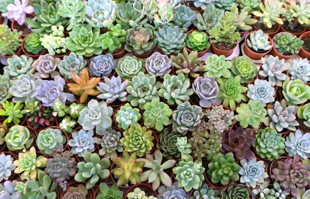 南宮植物園 攻略