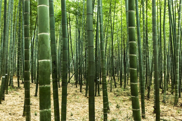 重慶周邊采竹筍