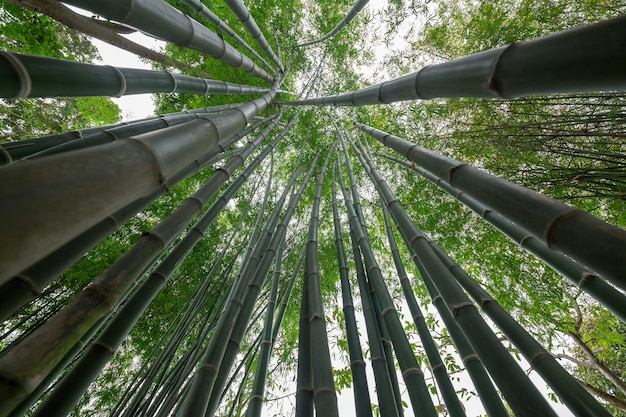 重慶周邊采竹筍