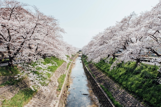 韓國鎮(zhèn)海櫻花攻略