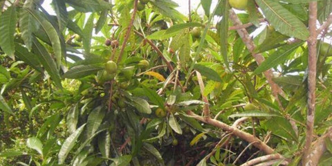 海南萬嘉果植物園 攻略