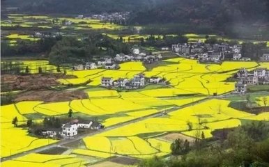 屏山中都油菜花旅游攻略