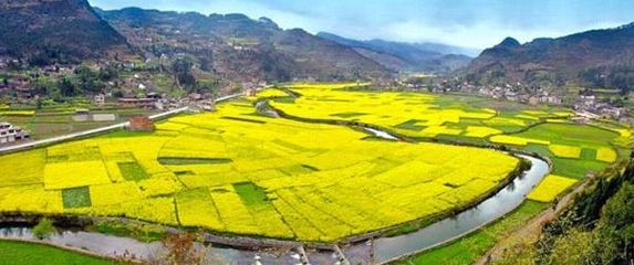 屏山中都油菜花旅游攻略