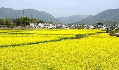 屏山中都油菜花旅游攻略