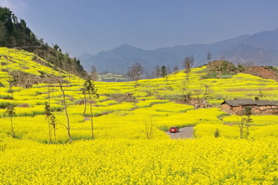 四川屏山萬(wàn)畝油菜花提前盛開 四川油菜花景點(diǎn)推薦