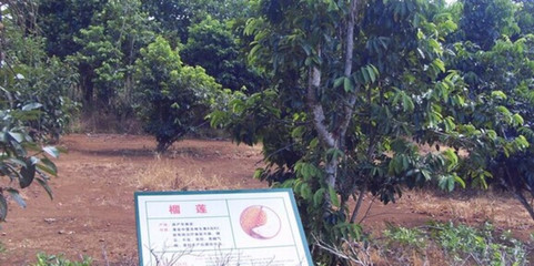 海南萬嘉果植物園 攻略