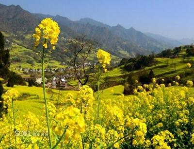 屏山中都油菜花旅游攻略