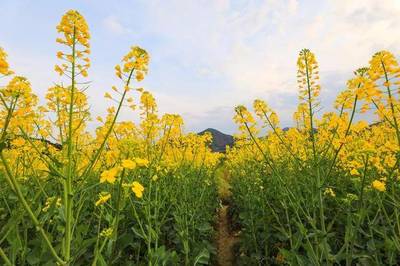 蜂密山旅游攻略