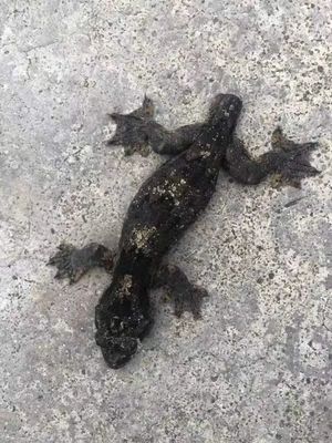 南通到版納旅行攻略