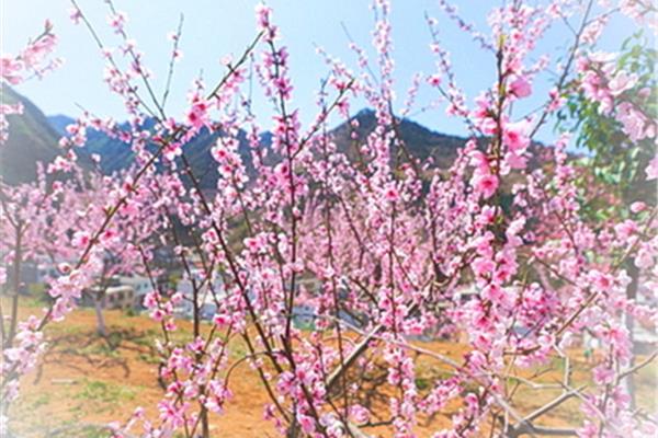 桃花谷風(fēng)景區(qū)介紹 桃花谷風(fēng)景區(qū)門票多少